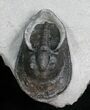Scotoharpes Trilobite With Sweeping Genal Spines #4909-2